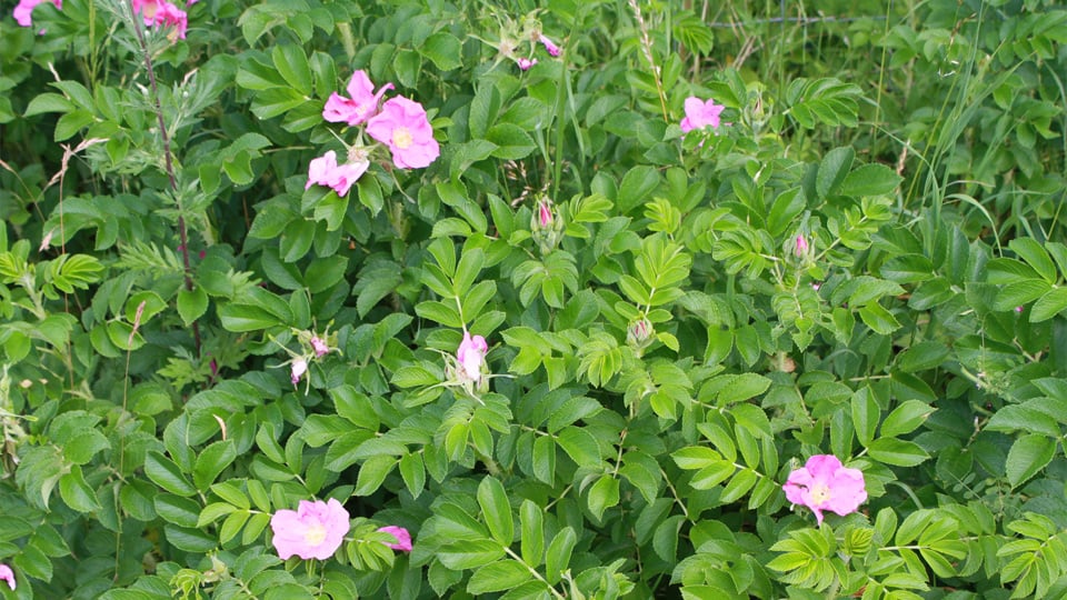 Vresros, vars frukter är nypon. Grön buske med rosa blommor och orangea nypon.
