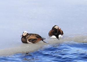Två fjällgäss som vilar på isen.