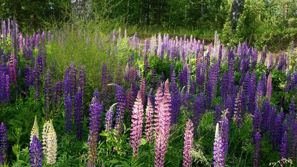 En äng av blomsterlupiner i färgtoner från rosa till lila.