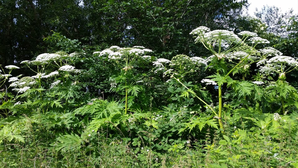 Flera jättelokor på rad, med stora vita spretiga blommor.