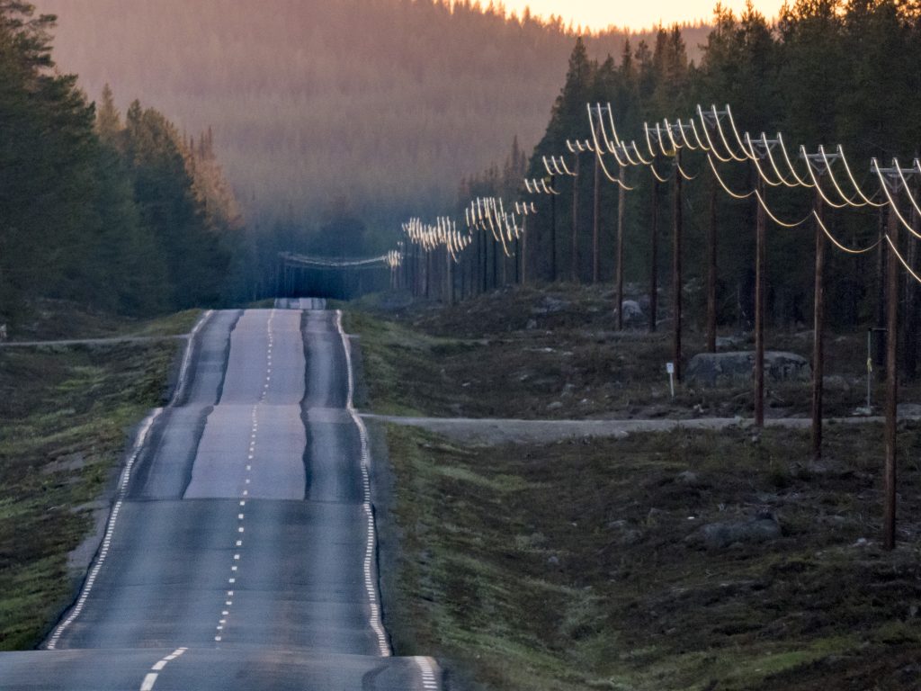 En böljande väg en tidig morgon med skog på båda sidor.