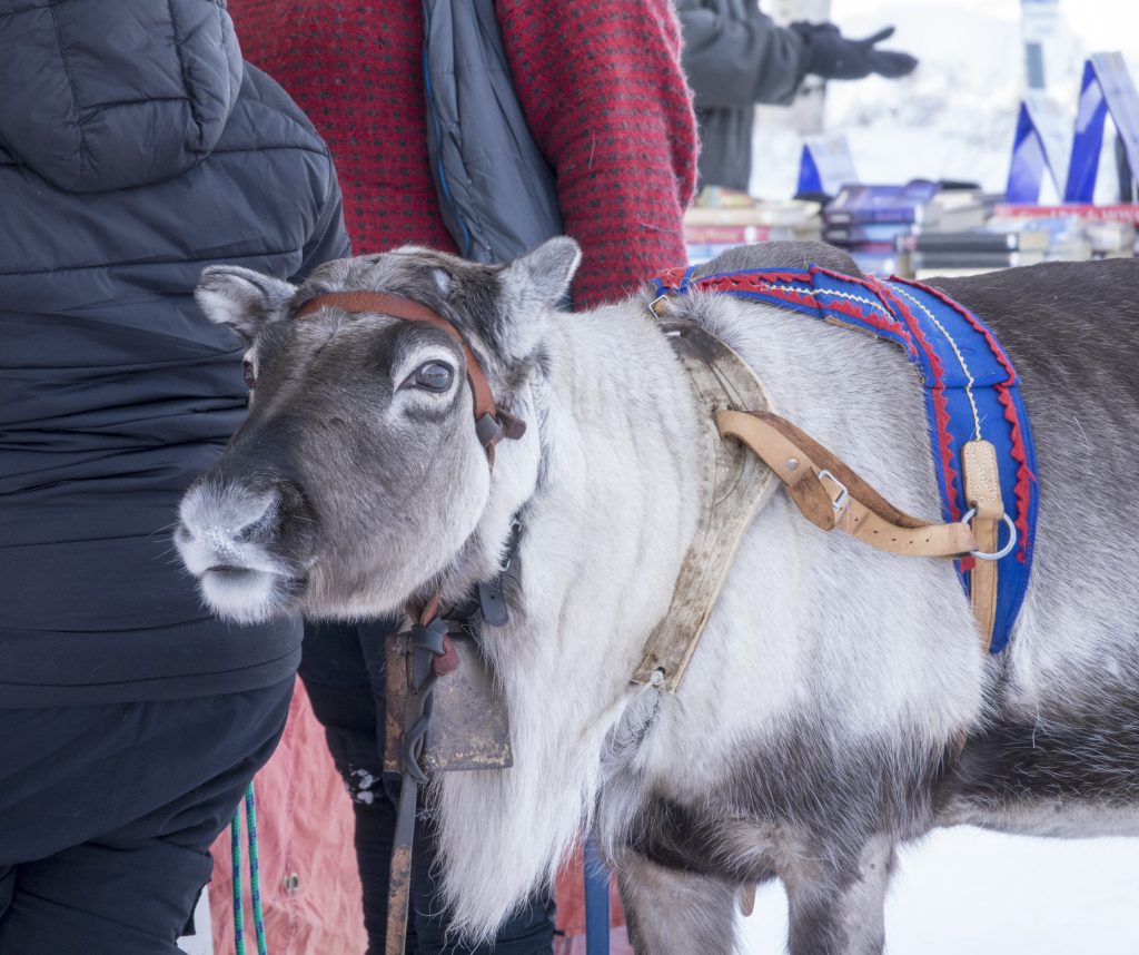 En ren i sele på marknaden.